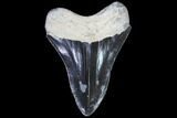 Serrated, Fossil Megalodon Tooth - Black & Blue #86072-1